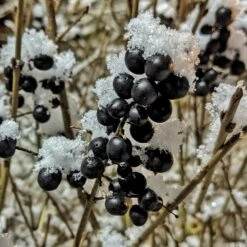 A Completely Edible Hedge | 3/5/10/20m Packs -Greenzy Sales Store SHR0240 4 ff6bfad9 d4da 4434 a40c 6aa7c3306443