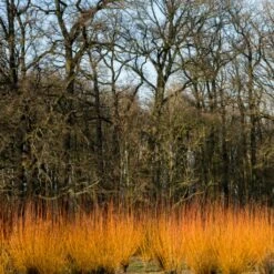 Fast Growing Evergreen Hedging Wildlife Mix | Growers' Choice -Greenzy Sales Store SHR0252 3 fe5f10e4 3c5c 440f 876c 3892ceb5ff5e