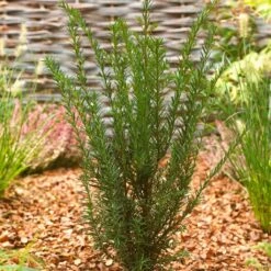 Common Yew | Taxus Baccata 11 Common Yew | Taxus Baccata -Greenzy Sales Store SHR0261 2
