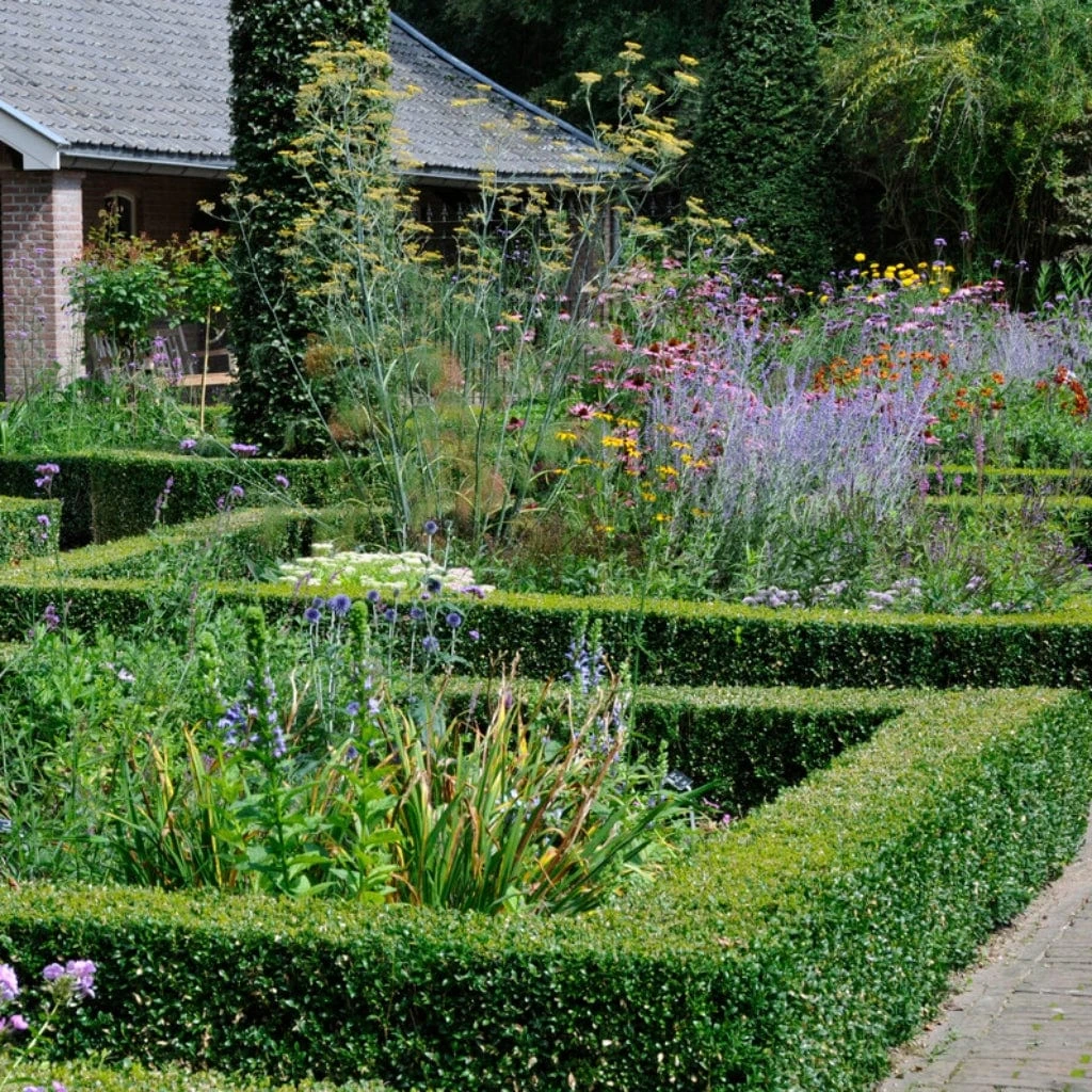 Common Yew | Taxus Baccata 6 Common Yew | Taxus Baccata - Image 6