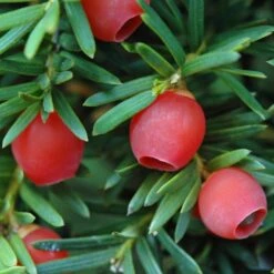 Common Yew | Taxus Baccata 13 Common Yew | Taxus Baccata -Greenzy Sales Store SHR0261 4