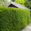 Common Yew | Taxus Baccata -Greenzy Sales Store SHR0261 5