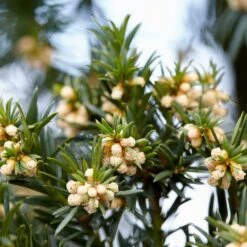 Common Yew | Taxus Baccata 10 Common Yew | Taxus Baccata -Greenzy Sales Store SHR0261 6