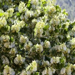 Fast Growing Evergreen Hedging Wildlife Mix | Growers' Choice -Greenzy Sales Store SHR0263 4 e126b2d1 241b 466a 847e 12cdb3686ee0