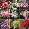 Best Flowering Shrubs -Greenzy Sales Store SHRCOL13 1