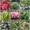 Best Evergreen Shrubs 8 Best Evergreen Shrubs -Greenzy Sales Store SHRCOL16 1