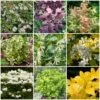 Best Shrubs For Borders -Greenzy Sales Store SHRCOL19 1