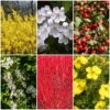 All Seasons Hedging | Growers' Choice -Greenzy Sales Store SHRCOL28 1