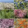 Best Mixed Coastal Hedging | Growers' Choice -Greenzy Sales Store SHRCOL30 1