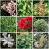 Best Shrubs For Shade -Greenzy Sales Store SHRCOL7 1