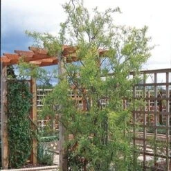 Corkscrew Willow | Salix Matsudana 'Tortuosa' -Greenzy Sales Store SalixTortuosaHouse