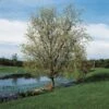 Corkscrew Willow | Salix Matsudana 'Tortuosa' -Greenzy Sales Store SalixTortuosaLake