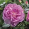 'Saphir' Shrub Rose 5 'Saphir' Shrub Rose -Greenzy Sales Store Saphir 4