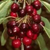 'Sasha' Cherry Tree -Greenzy Sales Store Sasha 1