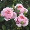 'Schöhne Maid' Hybrid Tea Rose -Greenzy Sales Store Schone Maid 1