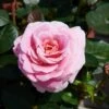 'Palace Tabor' Patio Shrub Rose -Greenzy Sales Store Tabor Palace Poulpal104 N 1