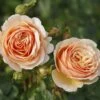'Tropicana' Hybrid Tea Rose -Greenzy Sales Store Tropicana 4