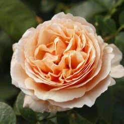 'Tropicana' Hybrid Tea Rose 5 'Tropicana' Hybrid Tea Rose -Greenzy Sales Store Tropicana 6