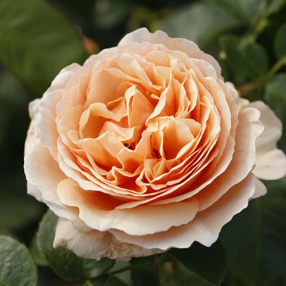 'Tropicana' Hybrid Tea Rose 2 'Tropicana' Hybrid Tea Rose - Image 2