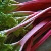 'Champagne' Rhubarb Plant -Greenzy Sales Store VEG0172 1