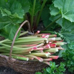 Full Season Rhubarb Collection -Greenzy Sales Store VEG0173 1 aa876d4d ee75 42cd 851d 43a214dc5cb2