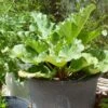 'Raspberry Red' Rhubarb Plant -Greenzy Sales Store VEG0179 1