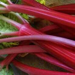 Full Season Rhubarb Collection -Greenzy Sales Store VEG0179 2 ee10ba25 a25e 48e9 9e72 1c0d320a2add