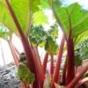 'Timperley Early' Rhubarb Plant -Greenzy Sales Store VEG0183 1