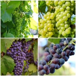 British Winemaking Grape Vines Collection