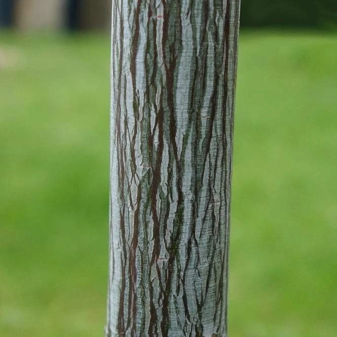 Viper Acer Tree | Acer Davidii | Snake Bark Maple 2 Viper Acer Tree | Acer Davidii | Snake Bark Maple - Image 2
