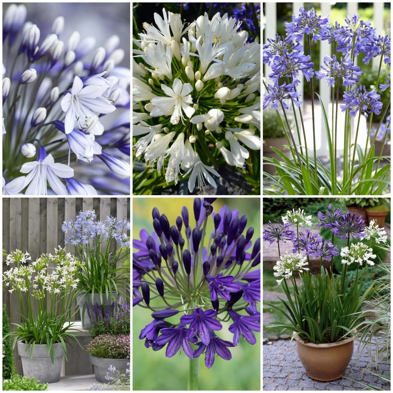 Stately Agapanthus Collection 1 Stately Agapanthus Collection