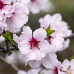 'Princess' Almond Tree | Prunus Dulcis 5 'Princess' Almond Tree | Prunus Dulcis -Greenzy Sales Store almond 1