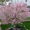 'Princess' Almond Tree | Prunus Dulcis -Greenzy Sales Store almond 3