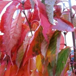 Flagpole Cherry Blossom Tree | Prunus Amanogawa -Greenzy Sales Store amanogawaautumn