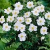 Anemone 'Honorine Jobert' -Greenzy Sales Store anemoneHJ 1 9d40d898 00fc 4921 872e 9aa81a52155f