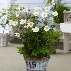 Anemone 'Honorine Jobert' -Greenzy Sales Store anemoneHJ 3 53563684 f80e 4a63 873c 0feb290f9aaa