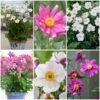 Ultimate Anemone Collection -Greenzy Sales Store anemonecollection 1 dbf970b0 bb30 4954 8a78 9fc6e798ce38