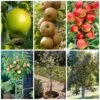 Best Apple Trees For Any Purpose | Growers' Choice -Greenzy Sales Store apple trees any purpose