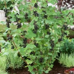 Big Ben Blackcurrant Bush 6 Big Ben Blackcurrant Bush -Greenzy Sales Store bigben 2