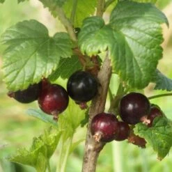 Big Ben Blackcurrant Bush 7 Big Ben Blackcurrant Bush -Greenzy Sales Store bigben 3