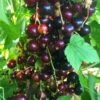 Big Ben Blackcurrant Bush -Greenzy Sales Store bigben 5