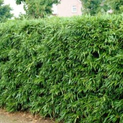 Green Bamboo | Phyllostachys Bisettii -Greenzy Sales Store bissetiibamboo 2