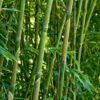 Green Bamboo | Phyllostachys Bisettii