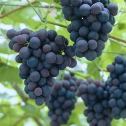 'Black Hamburgh' Indoor Grape Vine 5 'Black Hamburgh' Indoor Grape Vine -Greenzy Sales Store black hamburg