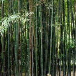 Black Bamboo | Phyllostachys Nigra -Greenzy Sales Store blackbamboo 5