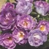 'Blue For You' Floribunda Rose -Greenzy Sales Store blue for you 5f65d5ba 4434 4eea 9ca7 9a61a7d1dca7