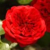 'Deep Love' Climbing Rose -Greenzy Sales Store blwa00409 deep love