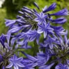 Agapanthus 'Stardust' | 3L