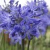Agapanthus 'Star Quality' | 7.5L -Greenzy Sales Store blwa00713 0cafee70 6f10 420e a6e9 bf54a5706ffd