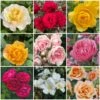 Shrub Rose Collection | Roses For The Border 8 Shrub Rose Collection | Roses For The Border -Greenzy Sales Store borderroses 1